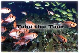 View Bahamas underwater photos